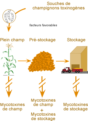 Scéma Mais Mycotoxines