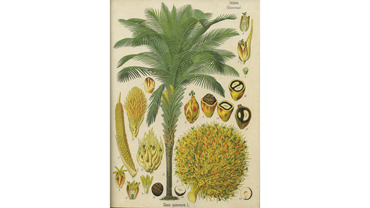 botanical name of oil palm - ciftehavuzlarspor.com.