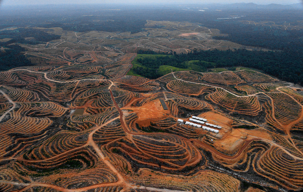 Déforestation en Indonésie - Palmiers à huile