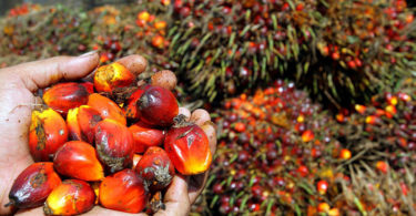 Palm oil