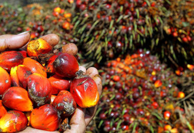 Palm oil