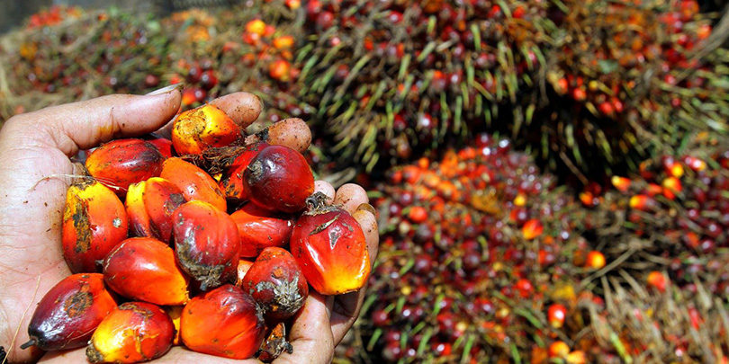 Palm oil