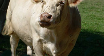 La viande et le lait cloné seraient innofensifs ?