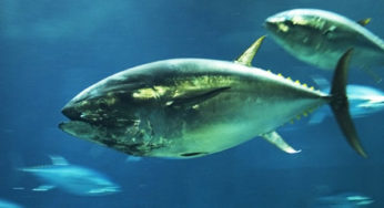 Bluefin tuna artificially colored !