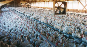 47% the United States meat contaminated with Staphylococcus aureus !