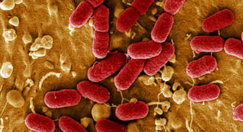 The outbreak of E. Coli continues to wreak havoc