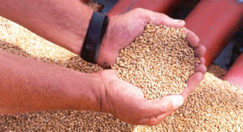 Seriously poisoned by pesticides, they carry complaint