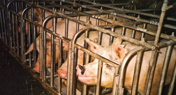 Listeria pork ears