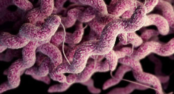 Campylobacter