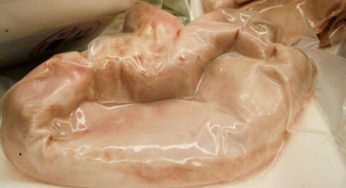 Roulade de porc à la listéria