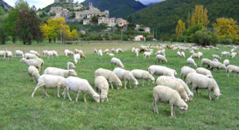 Recall of sheep cheese