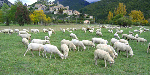 Brebis dans le pré