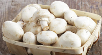 Recall : Mushrooms