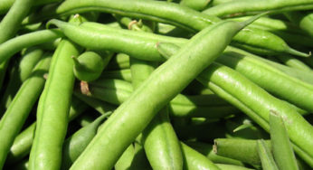 Green beans with fragments of glass