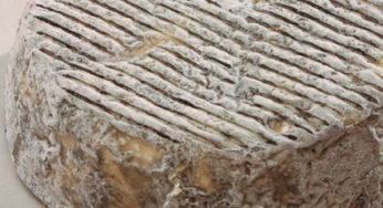 Selles sur Cher AOP fermiers à l’E.Coli
