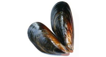 Food poisoning linked with the consumption of mussels