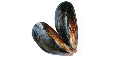 Mussels