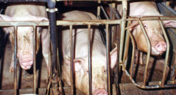 Reminder of cooked pig's ears