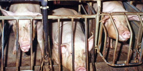 Pig breeding