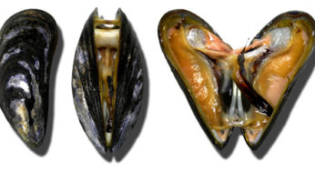 Rappel de Moules chez Auchan