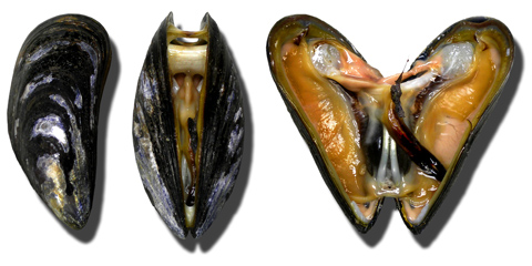 Mussels