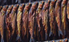 Harengs Fumés