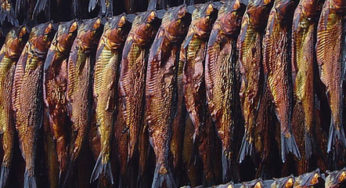 Filets de Harengs à la Listeria
