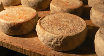 Fromages de Brebis à la Listeria