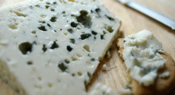 Roquefort in E.Coli ?