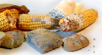 Mycotoxins