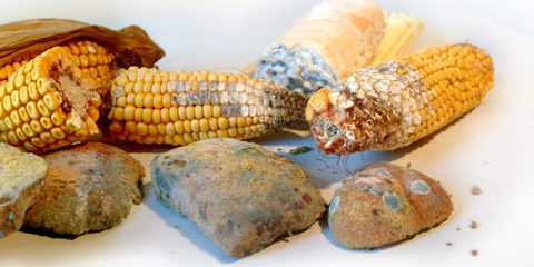 Mycotoxins