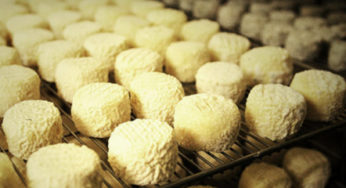 Rappel : Crottin de Chavignol