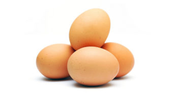 Oeufs aux Salmonelles