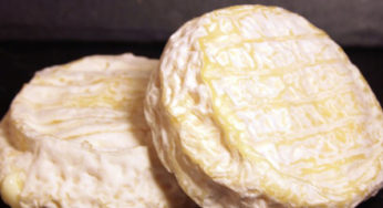 Pélardons à l’E.Coli O157H7