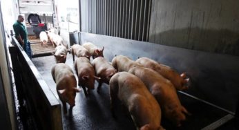 Meat in all its stalls
