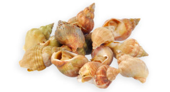Whelks cooked to Listeria
