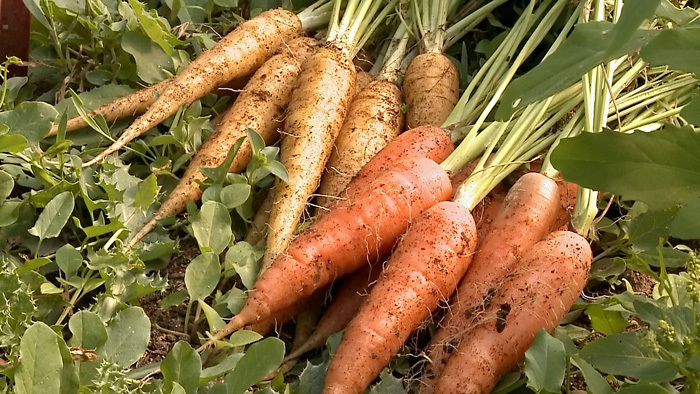 Mon potager à tout prix