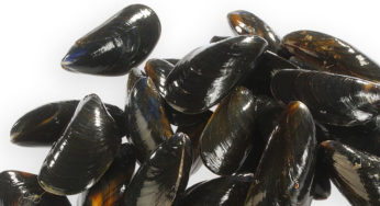Toxines Lipophiles dans des Moules