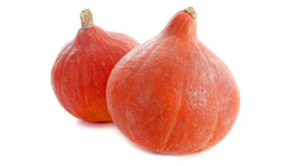 Rappel : Potimarrons BIO