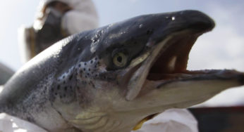 GMO salmon consumption authorized in the US