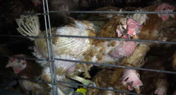 Scandal : Hell of laying hens