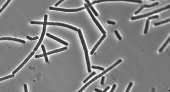Bacillus Cereus