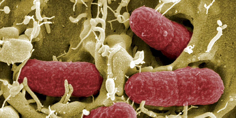 Escherichia