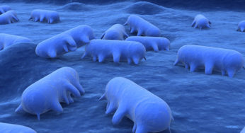Salmonella and salmonellosis