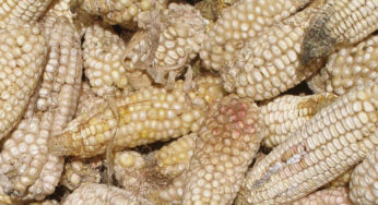 Aflatoxins