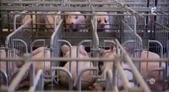 L’EMMERDEUSE : UNE VIE DE COCHON