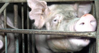 health scandal in a Breton pig farm