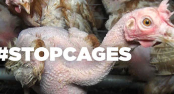 L214 : Another calamitous breeding hens
