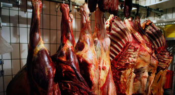 A large horse meat trafficking network dismantled