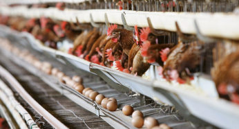 Fipronil : the list of the recalled products extension